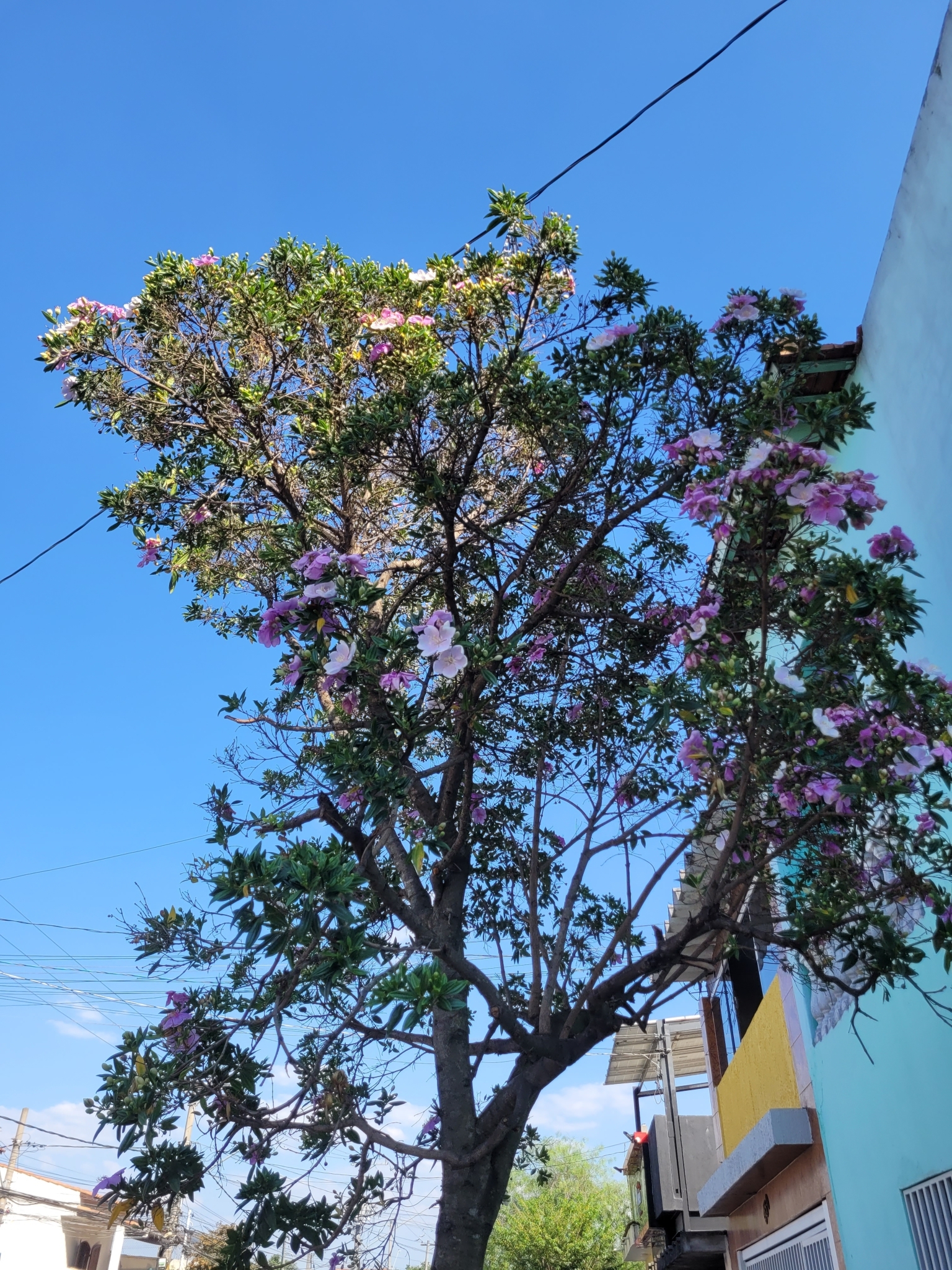 Imagem de Manacá da serra
