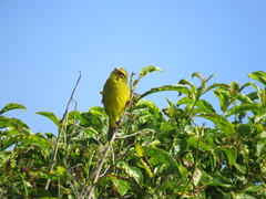 Crithagra sulphurata