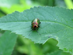 Oreina sulcata basilea