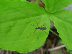 Gnophomyia tristissima