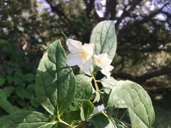 Philadelphus coronarius