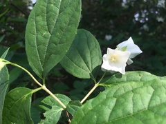 Philadelphus coronarius