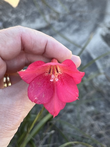 Image of Gladiolus meridionalis by (c) Charleen Brunke, some rights reserved (CC BY)