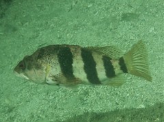 Hypoplectrodes nigroruber