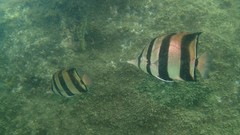 Chelmonops truncatus