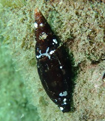 Isara carbonaria