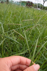 Paspalum orbiculare