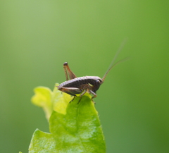 Platycleis grisea