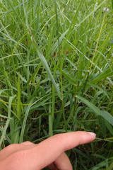 Paspalum orbiculare