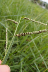 Paspalum orbiculare