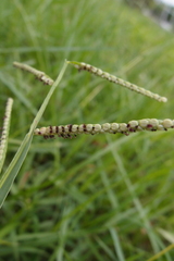 Paspalum orbiculare