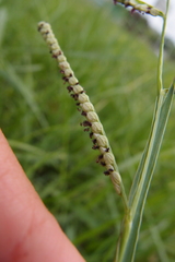 Paspalum orbiculare