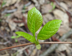 Schisandra chinensis