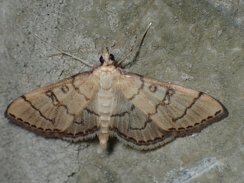 Hollow-spotted Blepharomastix Moth photo 3