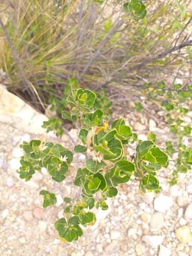 Baccharis papillosa, photograph 3