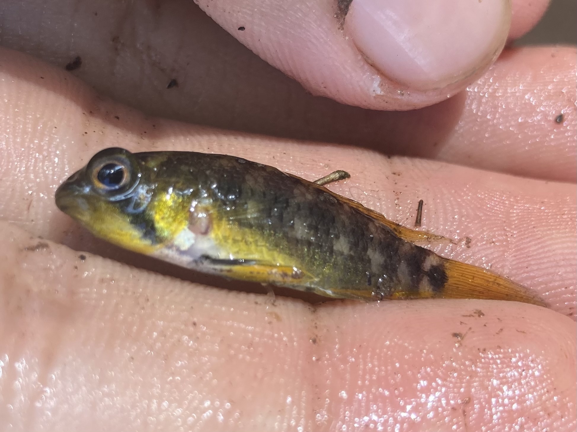 Gosse Dwarf Cichlid photo 2