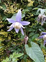 Clematis macropetala