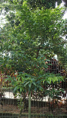 Phaleria macrocarpa