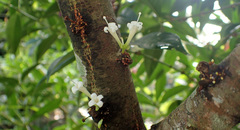 Phaleria macrocarpa