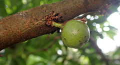 Phaleria macrocarpa