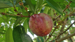 Phaleria macrocarpa