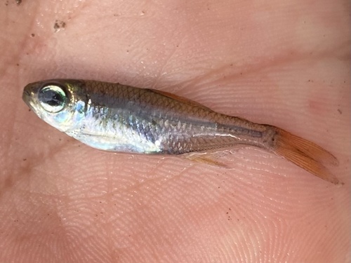 Collett's tetra (Moenkhausia collettii) — Characidae — 3