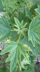 Pelargonium citronellum
