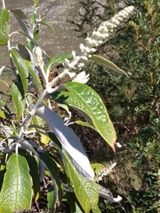 Buddleja madagascariensis
