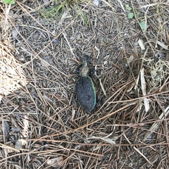 Carabus nankotaizanus