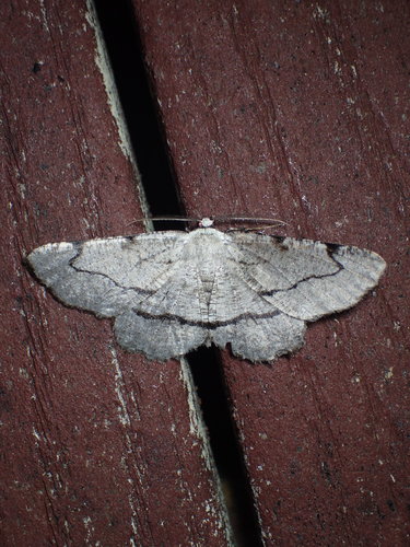 charcoal lytrosis