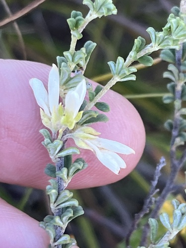 Flummoxed Indigo (Indigofera hamulosa)