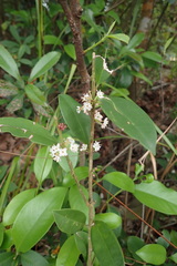 Ilex memecylifolia