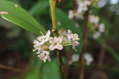 Ilex memecylifolia