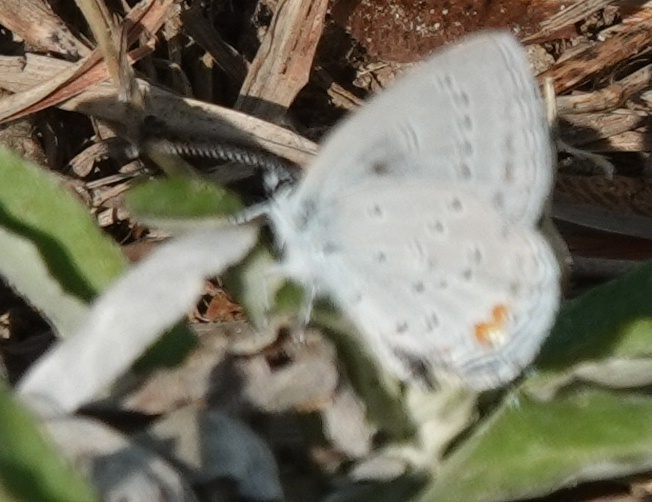 Eastern Tailed-Blue from Hutchins Pond, Owings, MD 20736, USA on April ...