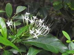 Pavetta hongkongensis