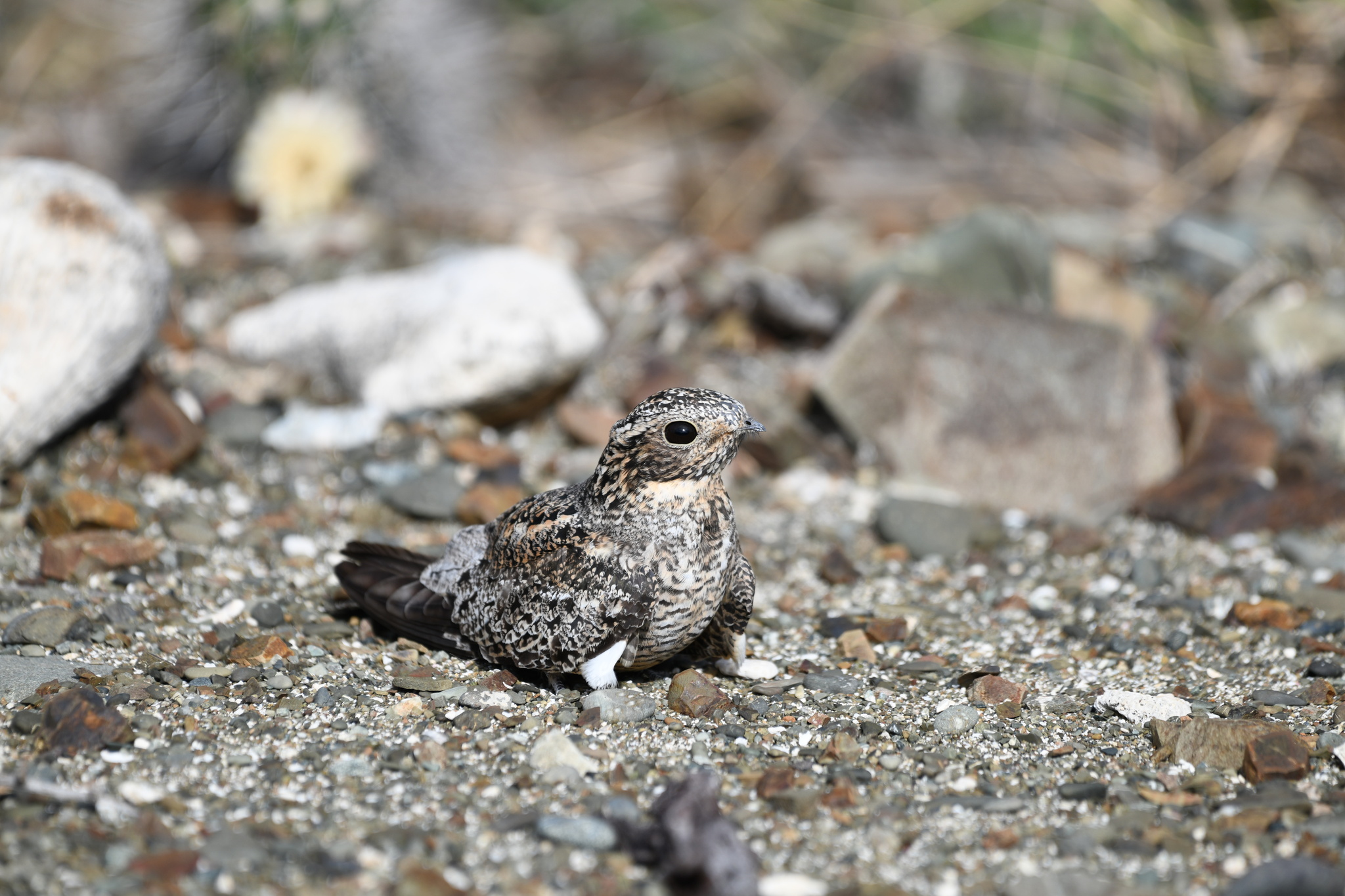 Antillean Nighthawk (Chordeiles gundlachii), photo 6