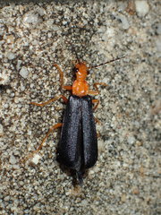 Podabrus fayi