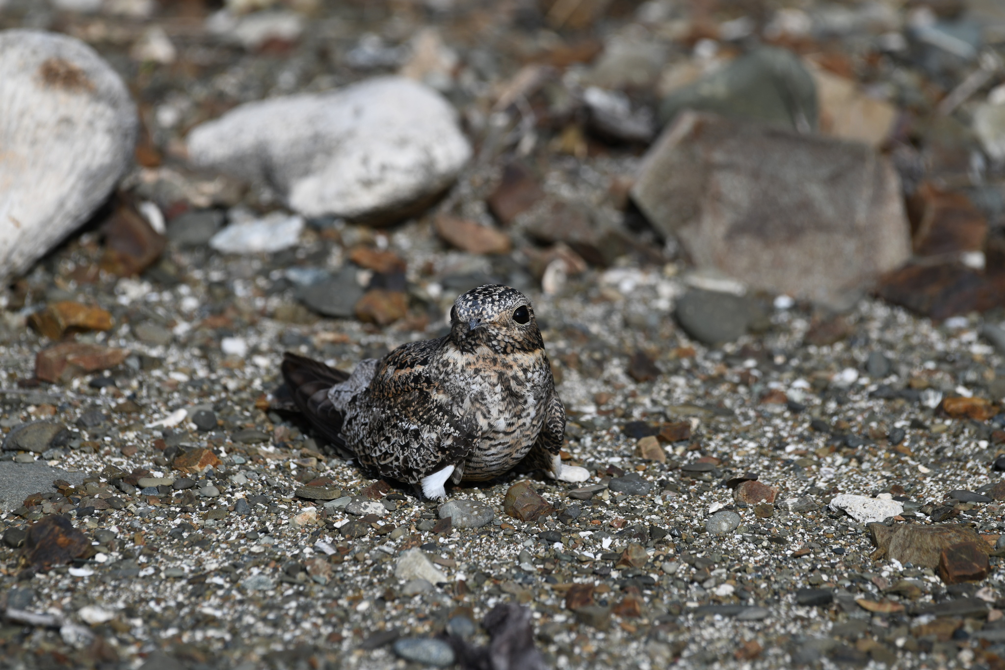 Antillean Nighthawk (Chordeiles gundlachii), photo 7