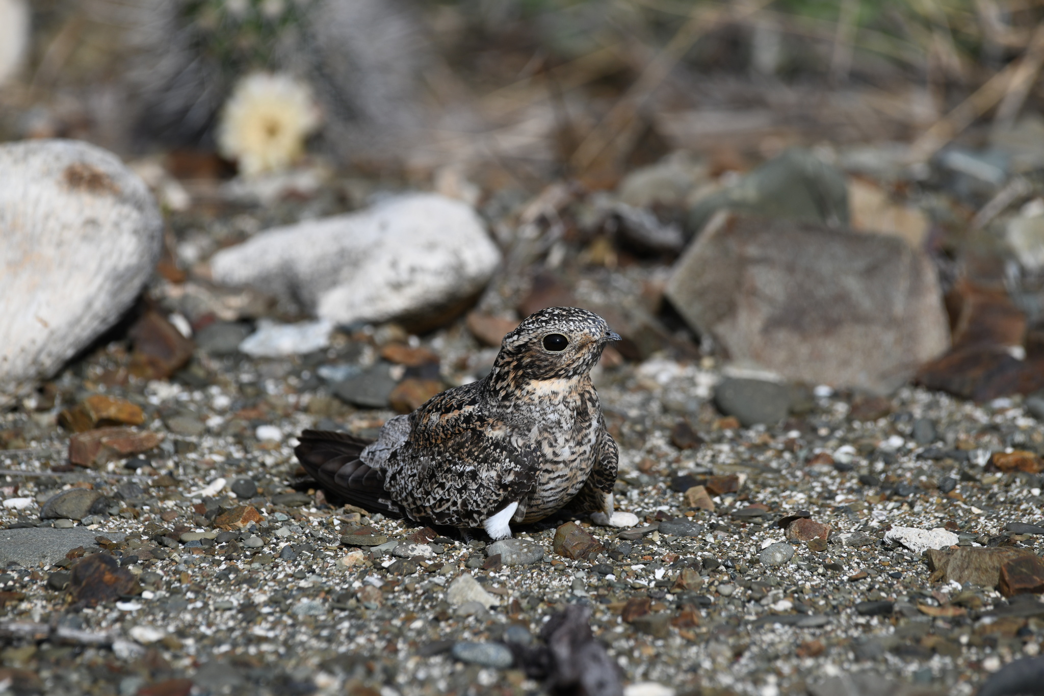 Antillean Nighthawk (Chordeiles gundlachii), photo 8