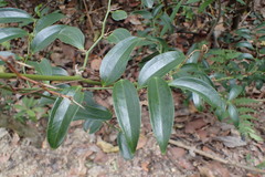 Smilax lanceifolia opaca