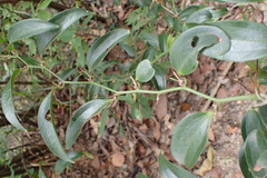 Smilax lanceifolia opaca