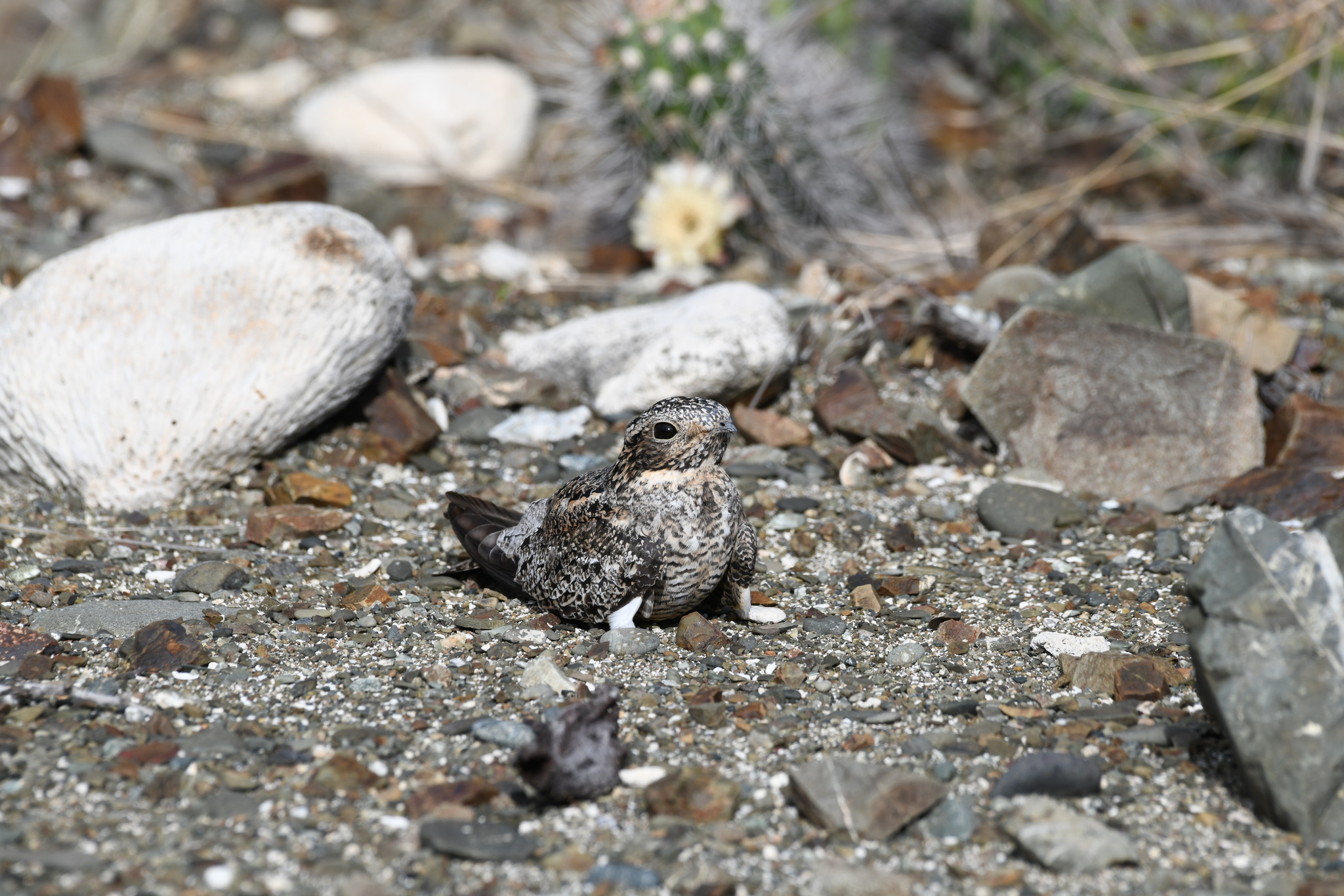 Antillean Nighthawk (Chordeiles gundlachii), photo 9