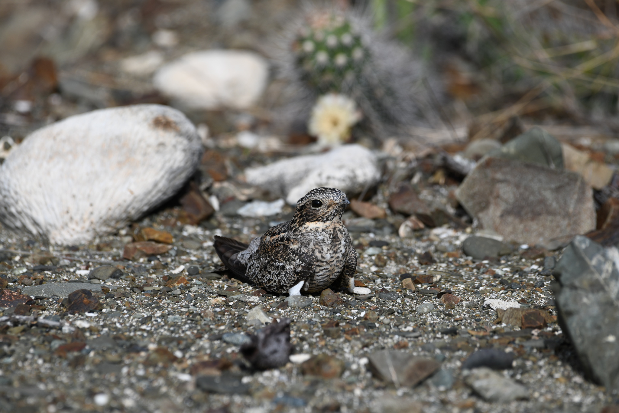 Antillean Nighthawk (Chordeiles gundlachii), photo 10