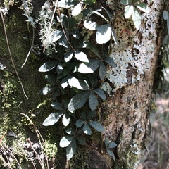 Tetrastigma obtectum glabrum