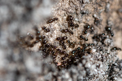 Technomyrmex pallipes