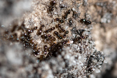 Technomyrmex pallipes