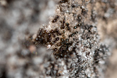 Technomyrmex pallipes