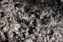 Technomyrmex pallipes