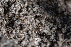 Technomyrmex pallipes