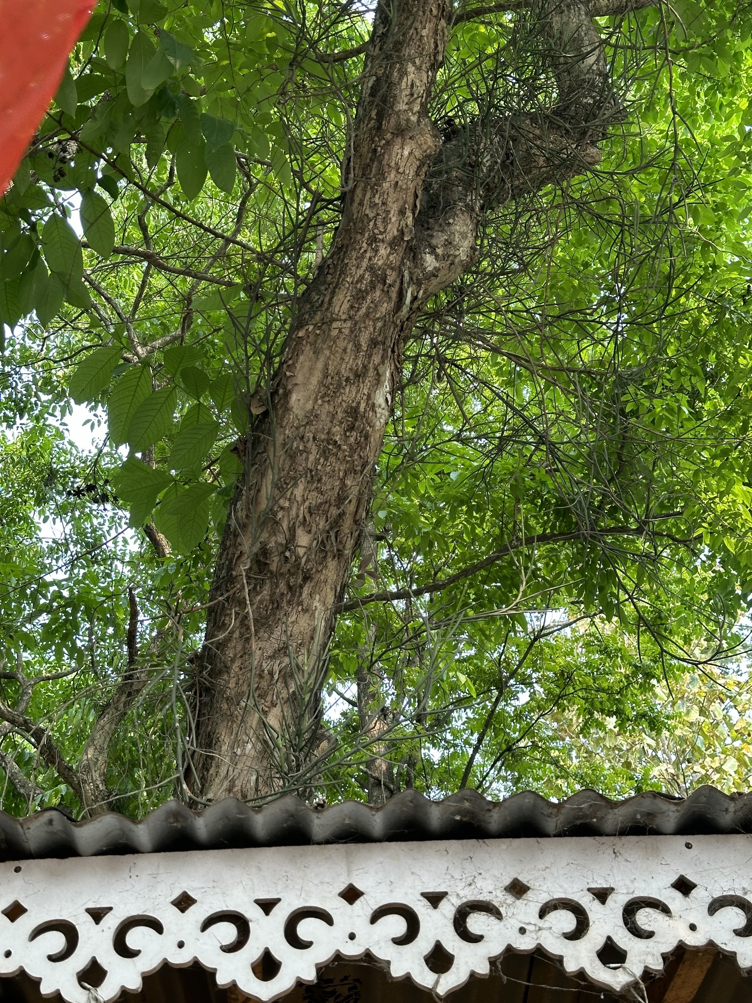 Imagem de Orquídea-borboleta